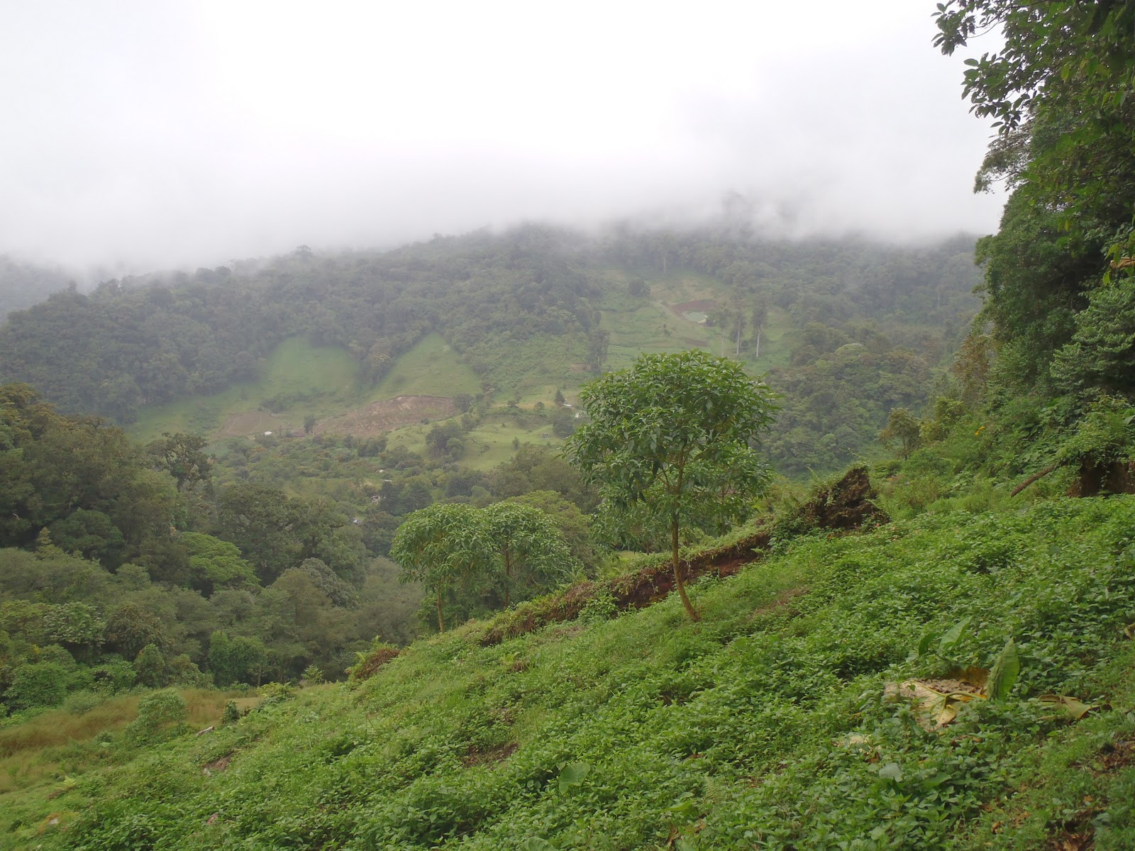 Тропа Сендеро-де-лос-Кетцалес (Sendero de los Quetzales) в Панаме – фотографии Панамы