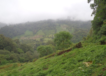 Тропа Сендеро-де-лос-Кетцалес (Sendero de los Quetzales) в Панаме – фотографии Панамы