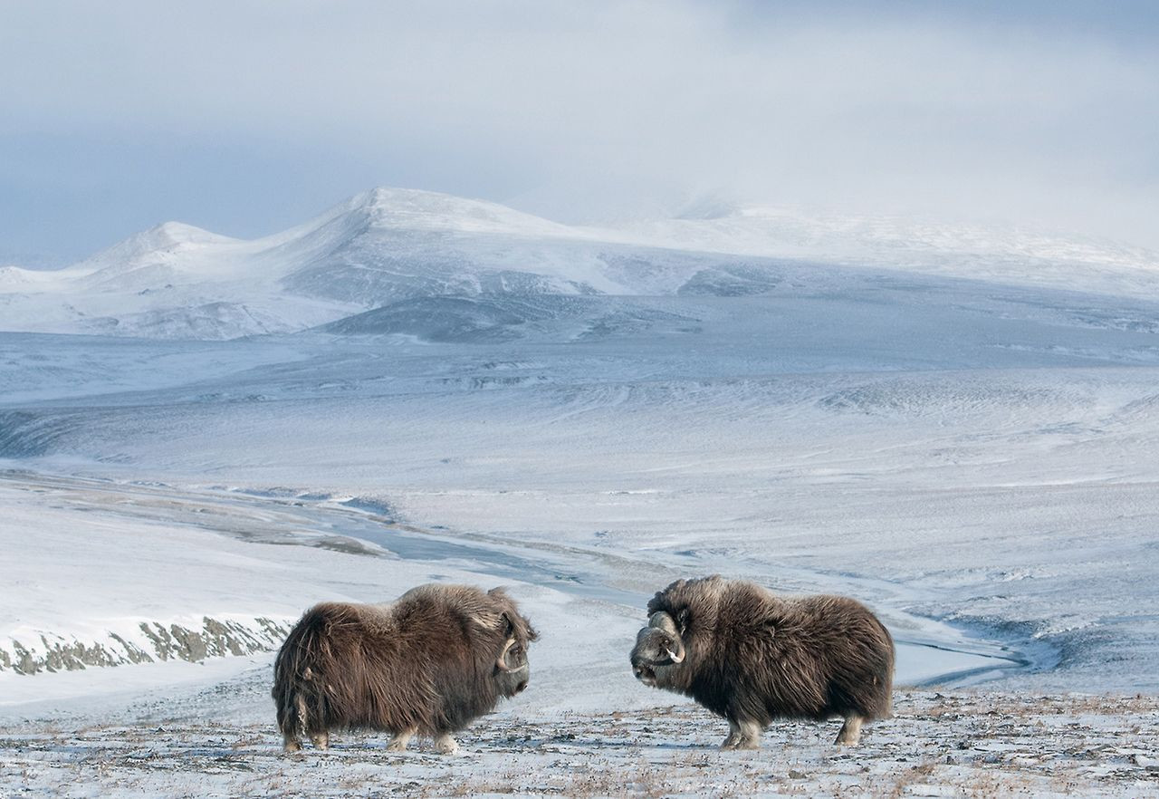 Остров Врангеля 2 – фотографии России
