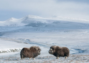 Остров Врангеля 2 – фотографии России