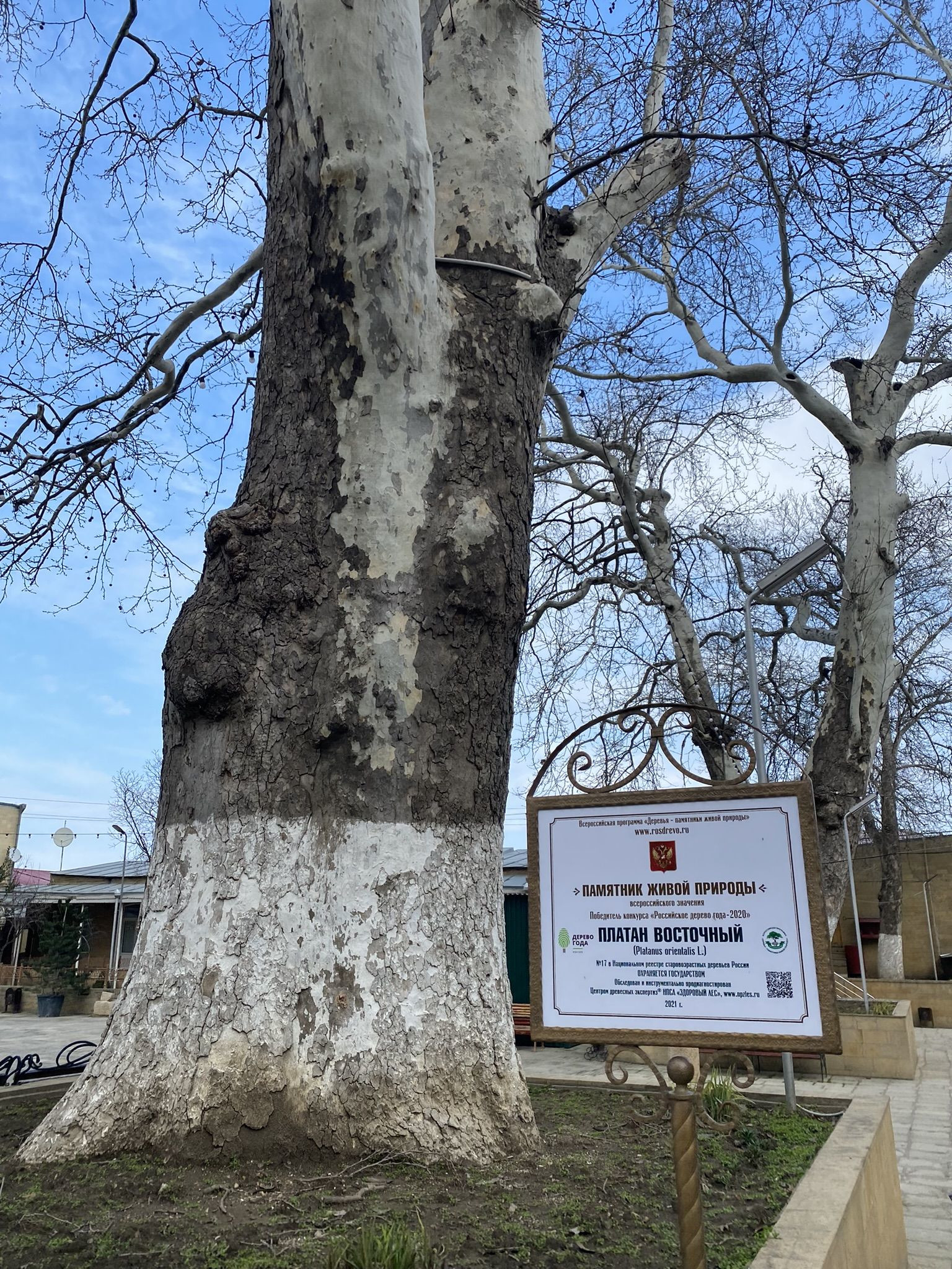 Старый платан на территории Джума-мечети – фотографии России