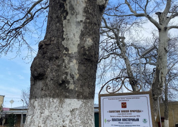 Старый платан на территории Джума-мечети – фотографии России