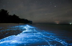 Светящийся пляж синим неоновым светом на острове Ваадху, Мальдивах – фотографии Мальдивских островов