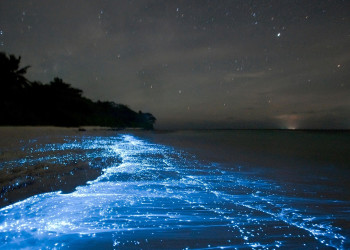 Светящийся пляж синим неоновым светом на острове Ваадху, Мальдивах – фотографии Мальдивских островов