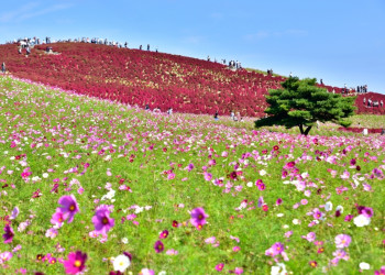 Национальный парк Хитачи (Hitachi Seaside Park), Хитатинака, Япония – фотографии Японии