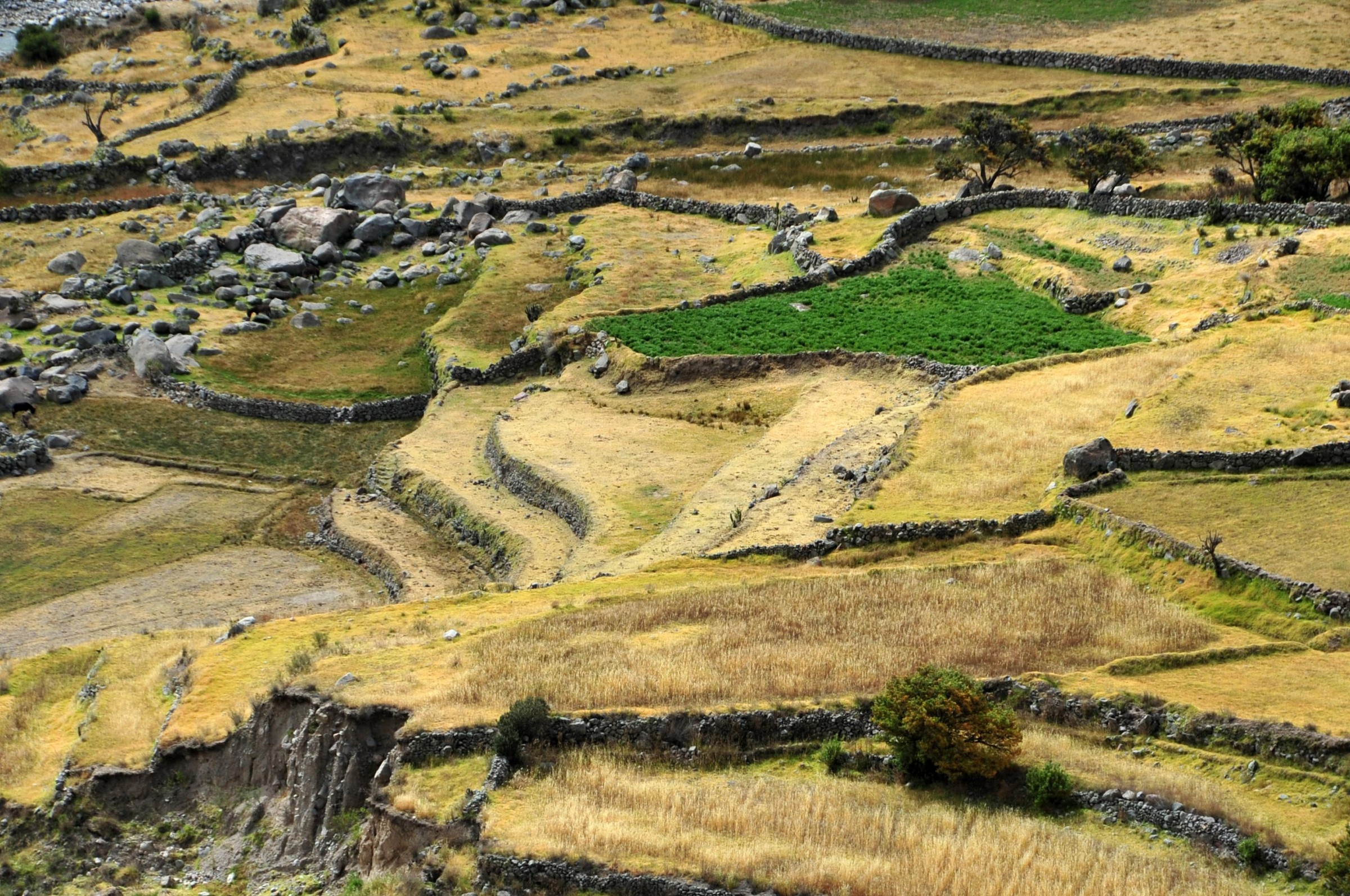 Террасовые поля в каньоне Колка – фотографии Перу