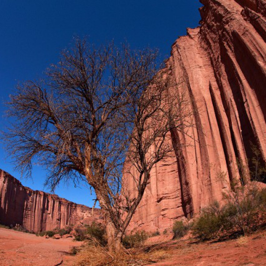 Сухое дерево. Талампайя. Аргентина – фотографии Аргентины