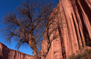 Сухое дерево. Талампайя. Аргентина – фотографии Аргентины
