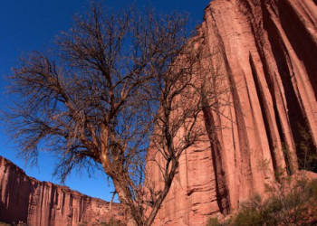 Сухое дерево. Талампайя. Аргентина – фотографии Аргентины