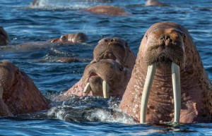 Остров Врангеля 14 – фотографии России