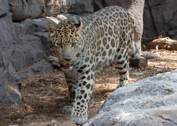 На территории заповедника Кедровая Падь сохранились древние ландшафты и реликтовые растения – фотографии России