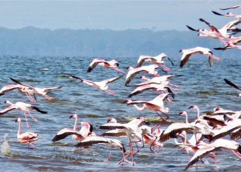 Миллионы животных и птиц в кенийском парке «Озеро Накуру» – фотографии Кении