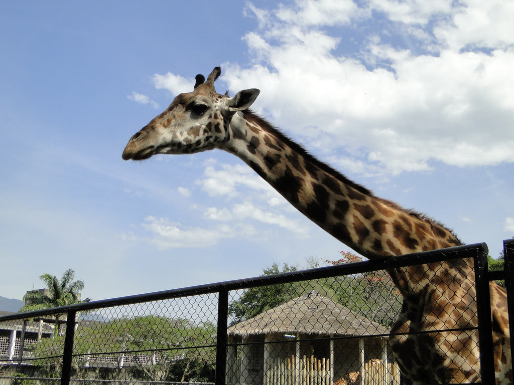 Жираф в зоопарке Рио – фотографии Бразилии