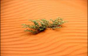 Зеленый кустик в песках. Тассилин-Адджер национальный парк. Алжир – фотографии Алжира