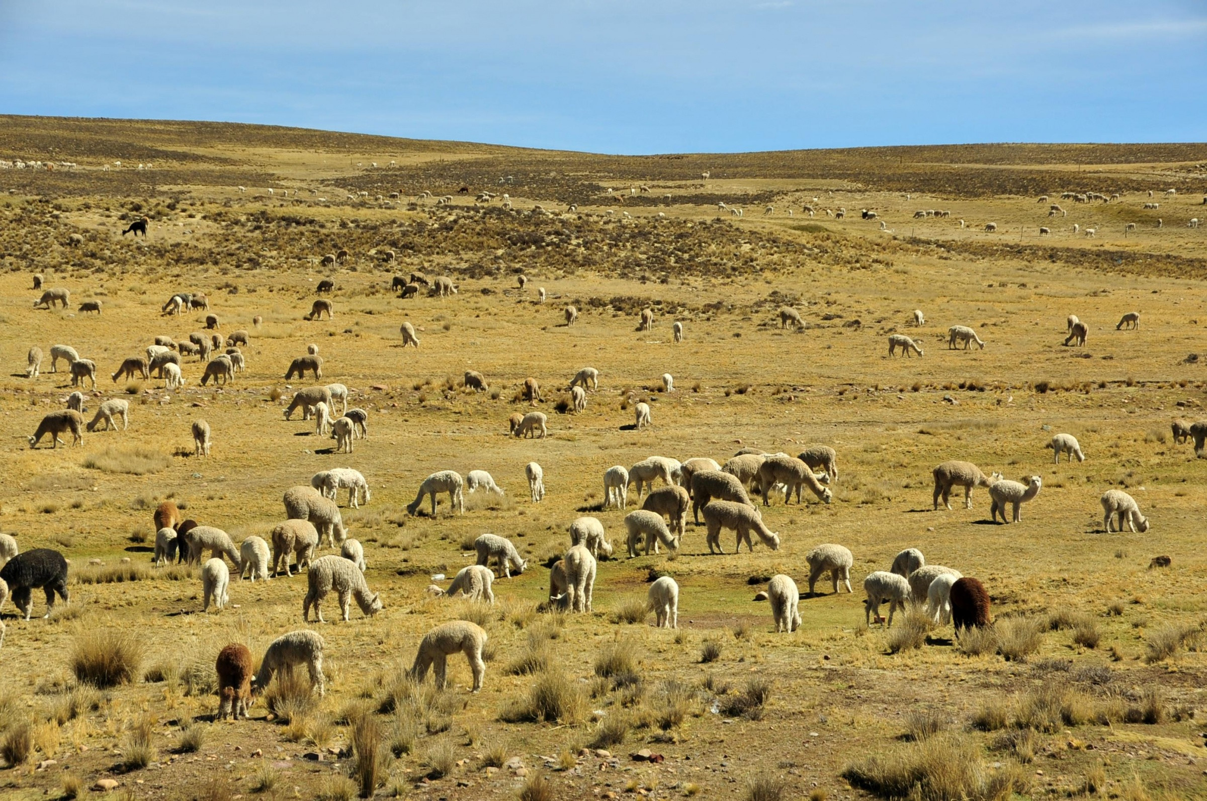 Животный мир каньона Колка (Valle del Colca) на юге Перу – фотографии Перу