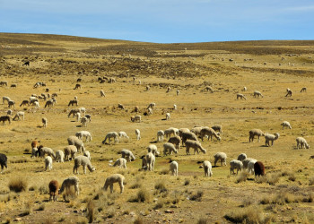 Животный мир каньона Колка (Valle del Colca) на юге Перу – фотографии Перу