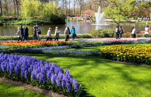 Территория Парка Кёкенхоф в Нидерландах составляет 32 гектара  – фотографии Нидерландов