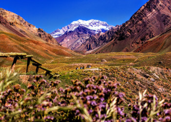 Вид на горы и горные цветы. Мендоса. Аргентина. – фотографии Аргентины