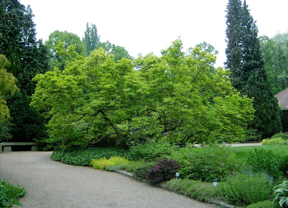 Ботанический сад Линца. Австрия – фотографии Австрии