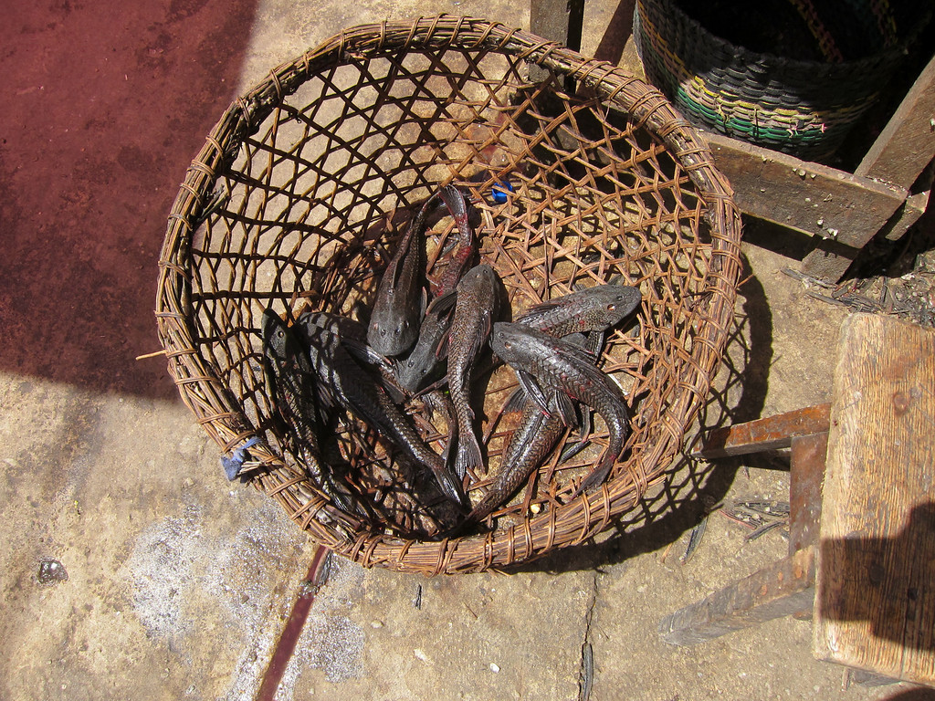 Рыба – фотографии Перу