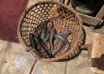 Рыба – фотографии Перу