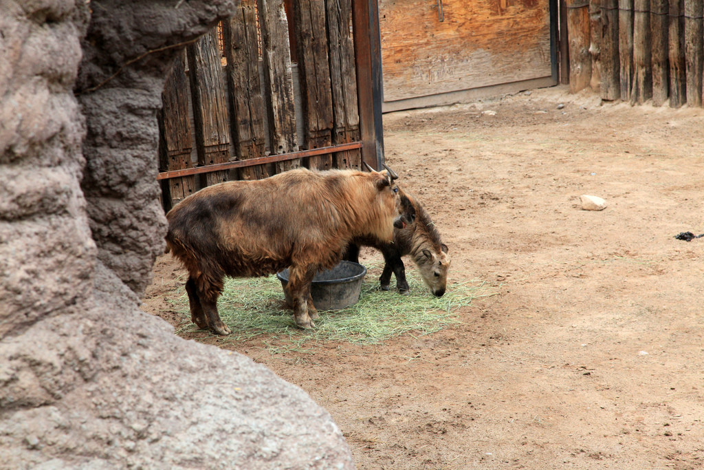 Зоопарк в Рио-де-Жанейро (Zoo) – фотографии Бразилии
