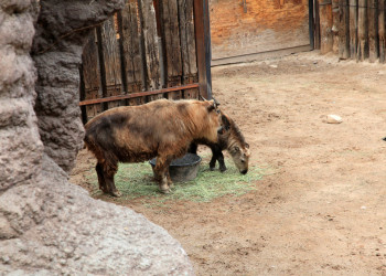Зоопарк в Рио-де-Жанейро (Zoo) – фотографии Бразилии