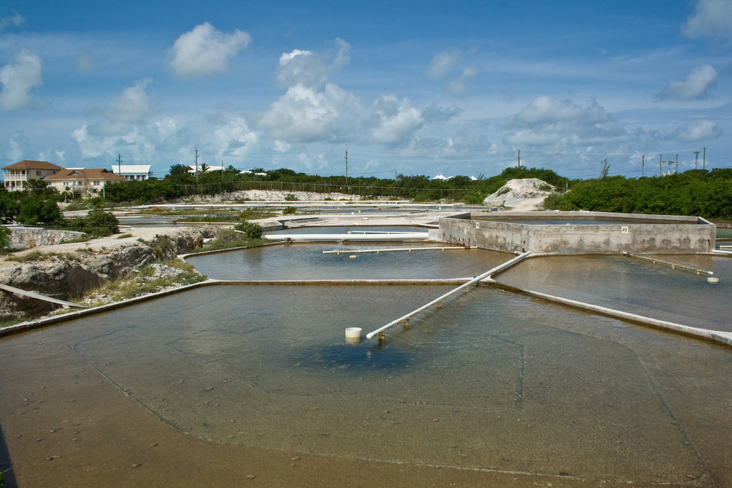 Ферма по выращиванию моллюсков (The Farm Conch) на Прово – фотографии Тёркс и Кайкос