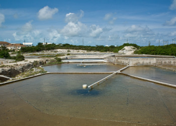 Ферма по выращиванию моллюсков (The Farm Conch) на Прово – фотографии Тёркс и Кайкос