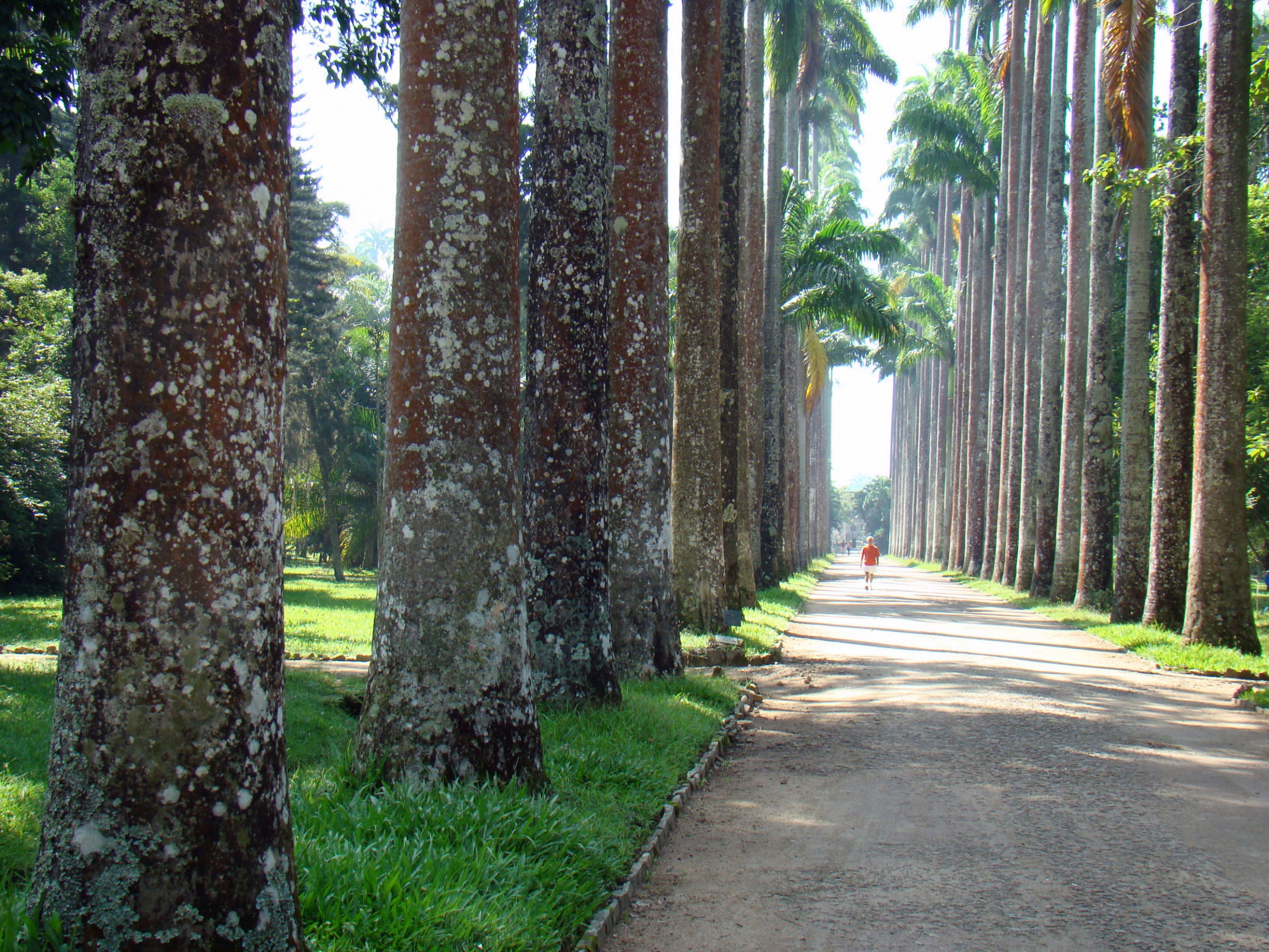Ботанический сад Рио-де-Жанейро (Jardim Botânico) – фотографии Бразилии