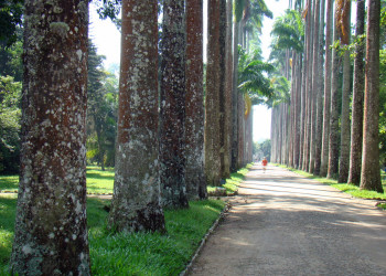 Ботанический сад Рио-де-Жанейро (Jardim Botânico) – фотографии Бразилии