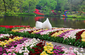 На территория Парка Кёкенхоф в Нидерландах растёт более семи миллионов луковичных, 4,5 – тюльпаны – фотографии Нидерландов