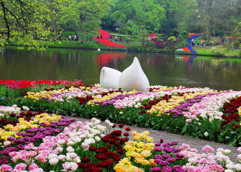 На территория Парка Кёкенхоф в Нидерландах растёт более семи миллионов луковичных, 4,5 – тюльпаны – фотографии Нидерландов