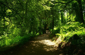 Ботанический сад "Затерянные сады Хелигана" в графстве Корнуолл на юго-западе Англии – фотографии Великобритании