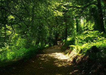 Ботанический сад "Затерянные сады Хелигана" в графстве Корнуолл на юго-западе Англии – фотографии Великобритании
