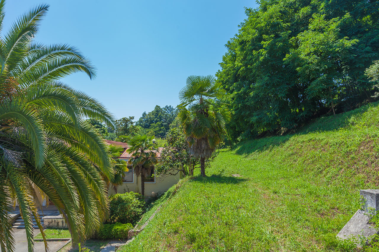 Пальмы. Мюссера – фотографии Абхазии