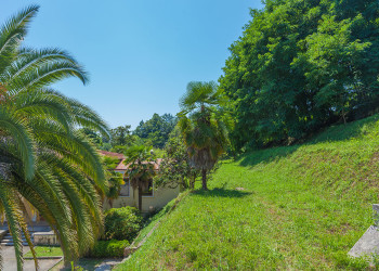 Пальмы. Мюссера – фотографии Абхазии