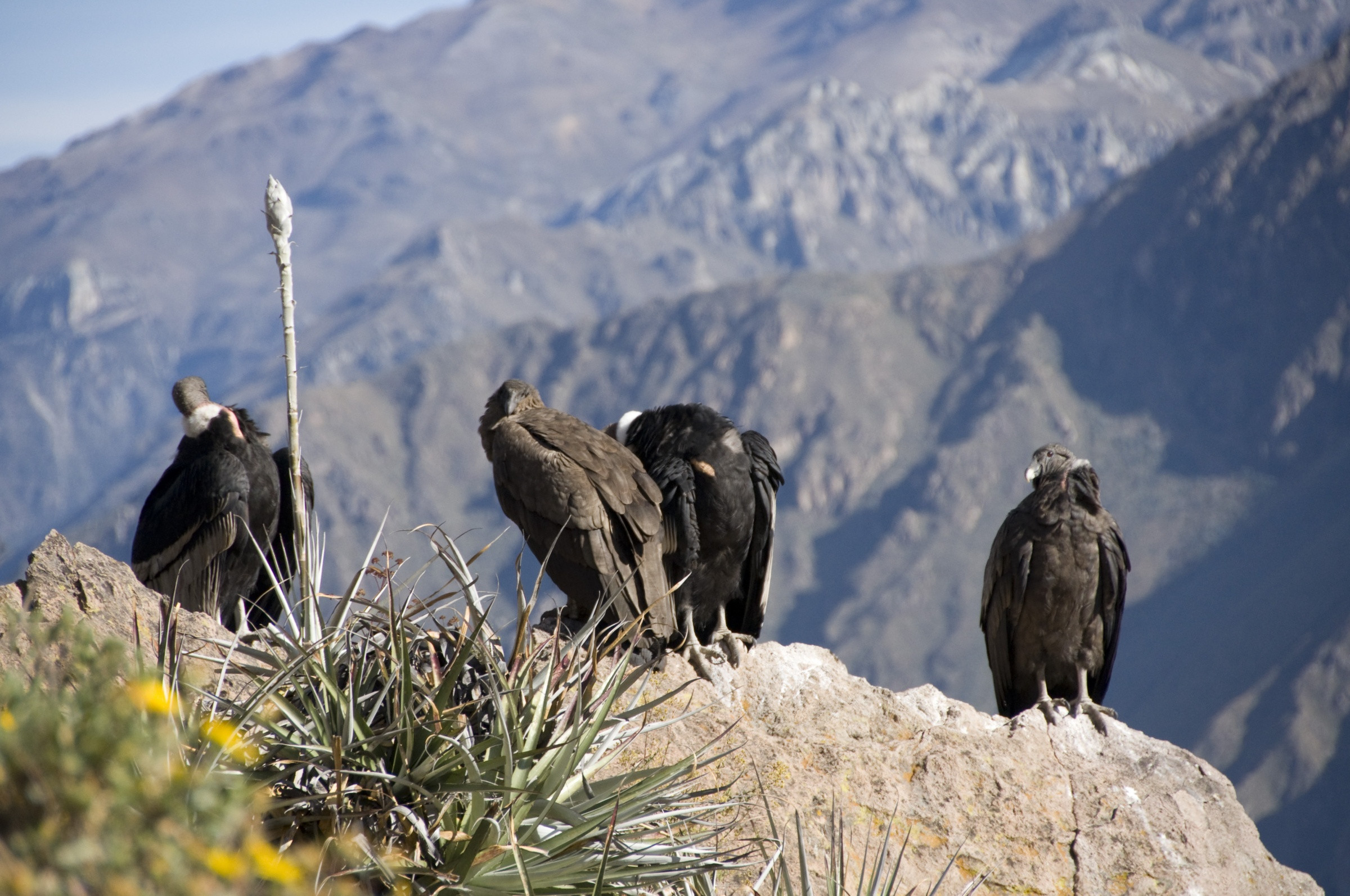 Кондоры в каньоне Колка (Valle del Colca) – фотографии Перу