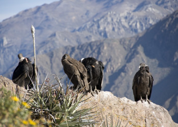 Кондоры в каньоне Колка (Valle del Colca) – фотографии Перу