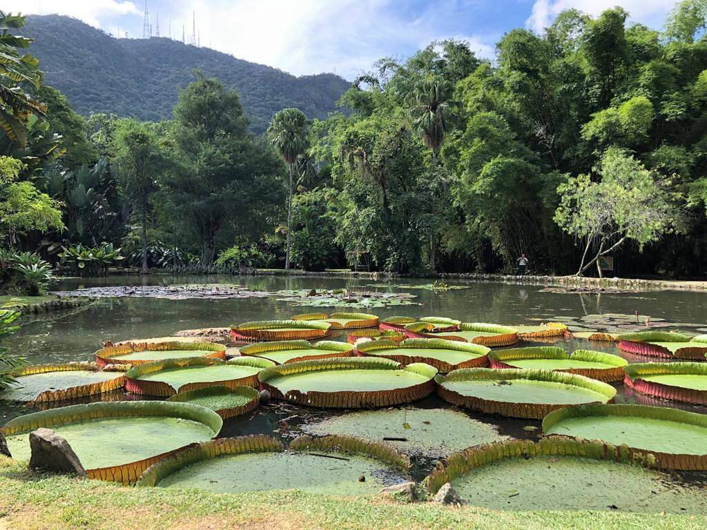 Отдохнуть от шума города и вдохнуть полной грудью свежий чистый воздух можно в Ботаническом саду Рио – фотографии Бразилии