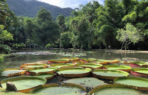 Отдохнуть от шума города и вдохнуть полной грудью свежий чистый воздух можно в Ботаническом саду Рио – фотографии Бразилии
