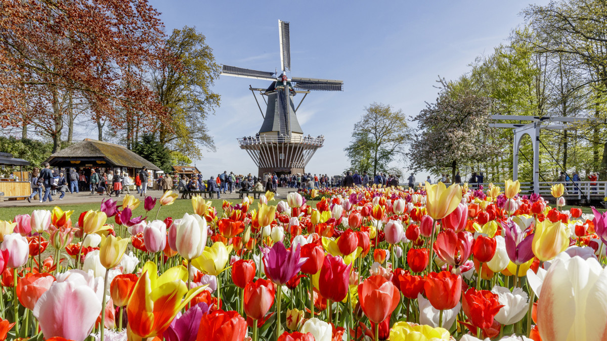 Нидерландский «кухонный сад» - Парк цветов Кёкенхоф (Keukenhof) – фотографии Нидерландов