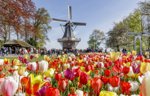 Нидерландский «кухонный сад» - Парк цветов Кёкенхоф (Keukenhof) – фотографии Нидерландов