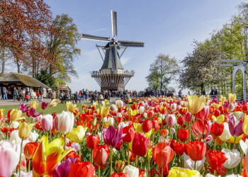 Нидерландский «кухонный сад» - Парк цветов Кёкенхоф (Keukenhof) – фотографии Нидерландов