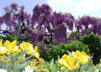 Сад многочисленных гроздей глицинии Кавачи Фудзи в Японии – фотографии Японии