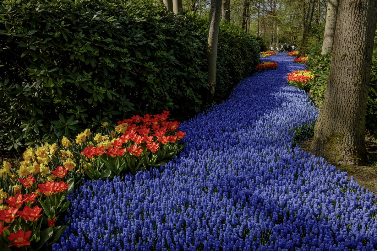Парк Кёкенхоф (Keukenhof) – удивительное собрание ярких красок в цветочном парке в Голландии – фотографии Нидерландов