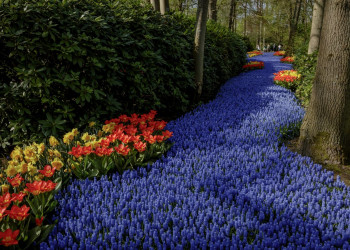 Парк Кёкенхоф (Keukenhof) – удивительное собрание ярких красок в цветочном парке в Голландии – фотографии Нидерландов