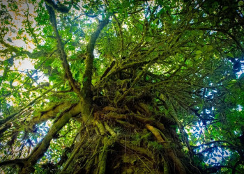 Национальный парк Ла-Тигра, Гондурас – фотографии Гондураса