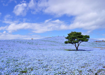 Большие сады парка Хитачи в Хитатинака, Япония – фотографии Японии