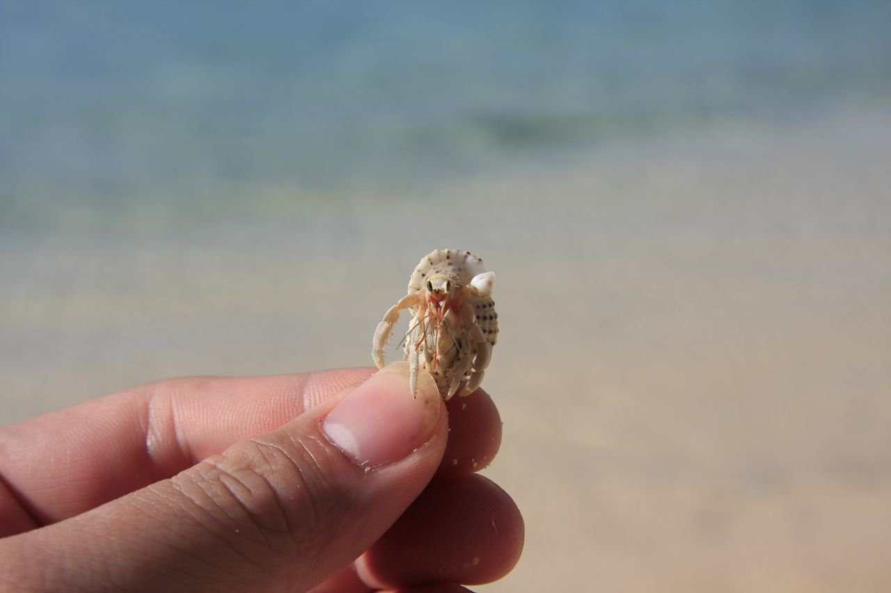 Сайпан остров, Северные Марианские острова, фото № 73188 – фотографии Северных Марианских островов